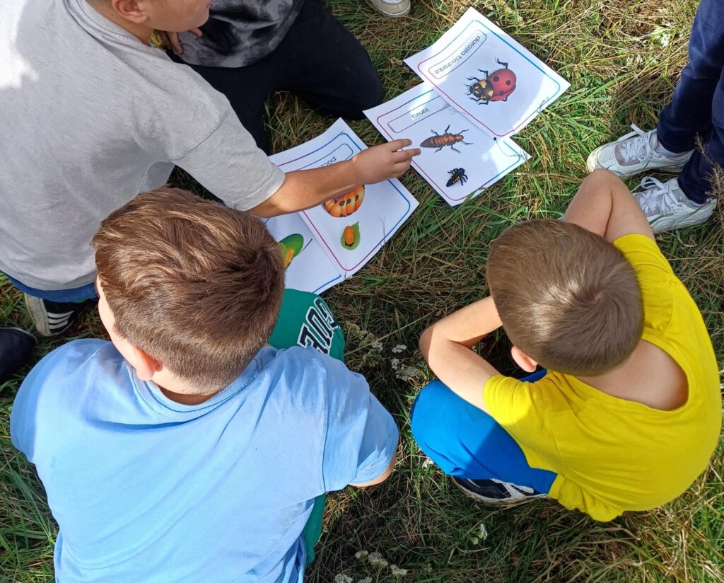 Dzieci siedzące na trawie oglądają karty z ilustracjami owadów podczas zajęć na świeżym powietrzu.