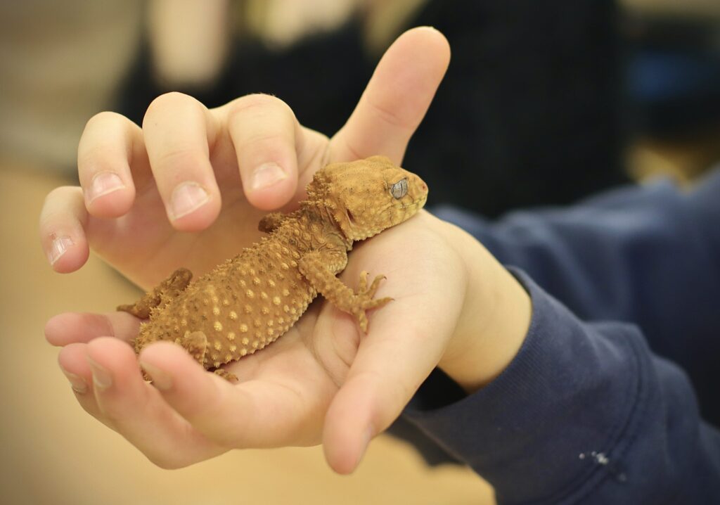 Dziecko trzyma na dłoniach małą, brązową jaszczurkę o kolczastej, chropowatej skórze.