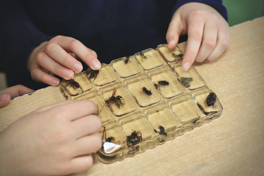 Dzieci badające owady zatopione w przezroczystych kapsułach podczas warsztatów przyrodniczych.